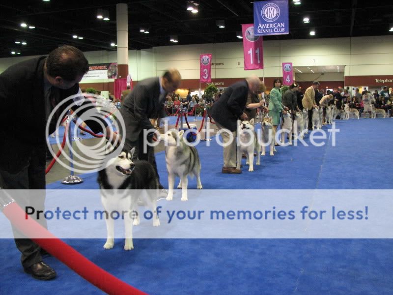 Went to the Eukanuba National Dog Show